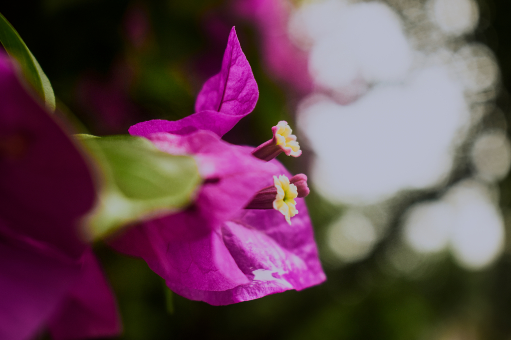 雨后平视三角梅