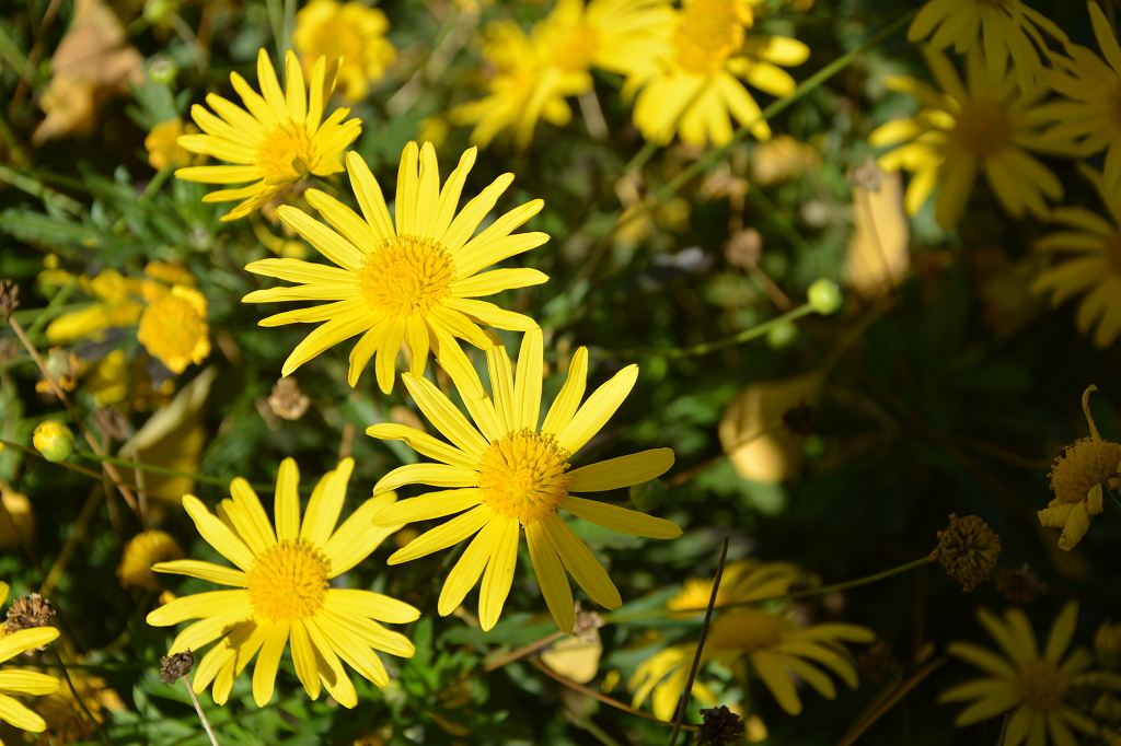 秋天植物园公园中盛开的黄金菊
