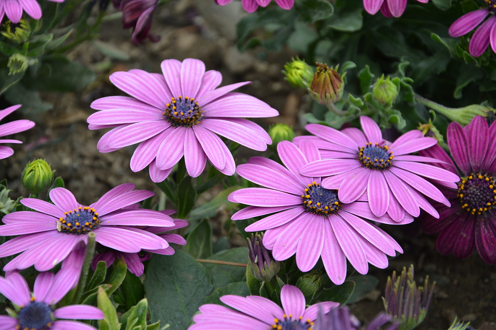 秋天植物园公园上盛开的紫色瓜叶菊