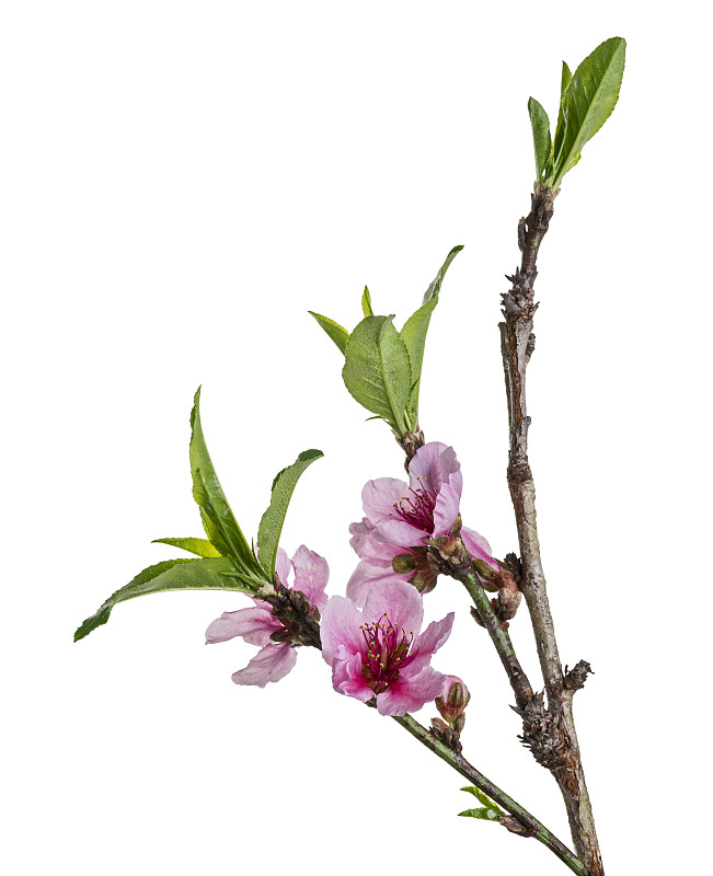 桃花带叶，桃李花，桃花孤立在白色背景上，有修剪的小路