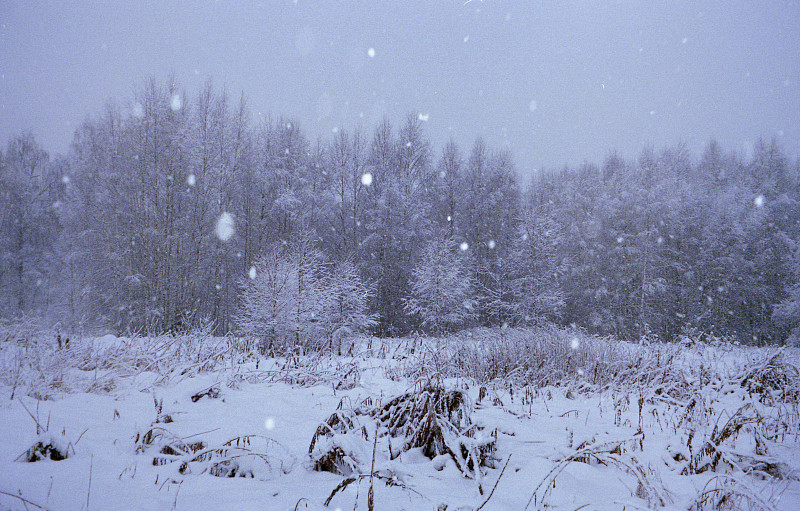 严酷的冬季景观。白雪覆盖的田野和森林。