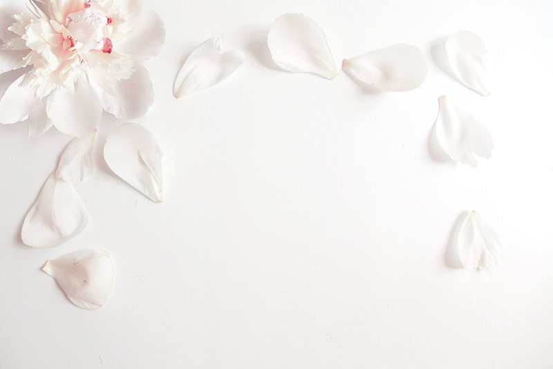 婚礼风格的股票摄影与牡丹头和花瓣躺在白色的背景。平面构成。为你的文本留出空白。漂亮的空白卡片或生日邀请函