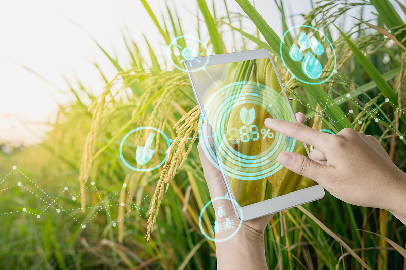 在农业园用手片检查水稻