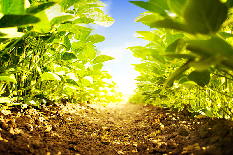 大豆植物从地面水平。