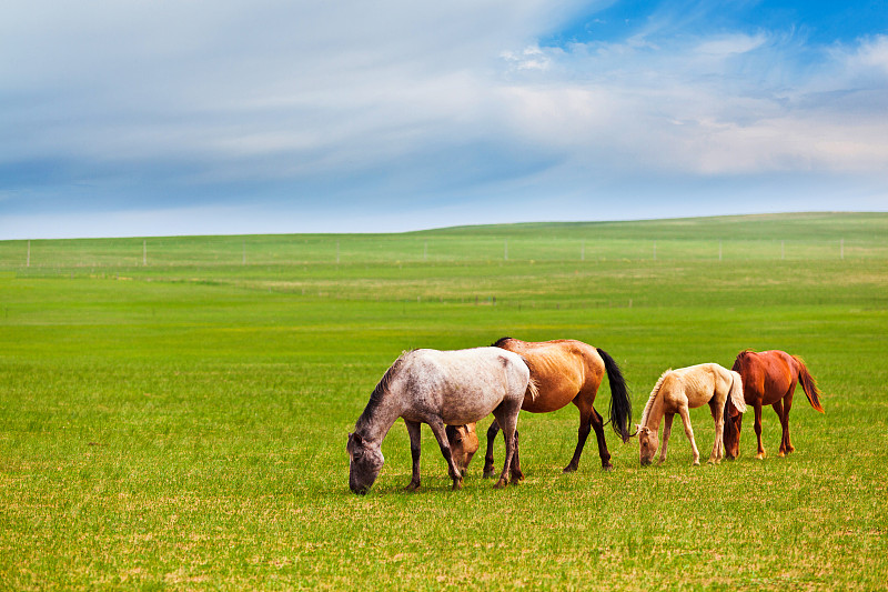 马在广阔的草原上