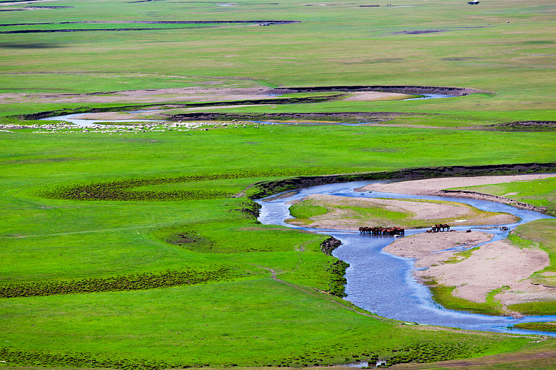 马在广阔的草原上