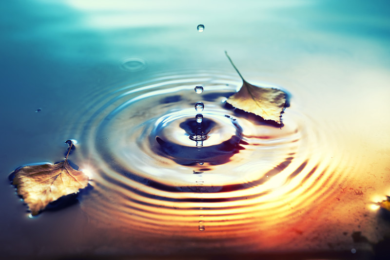 秋天的背景与干燥的桦树叶子漂浮在水面上