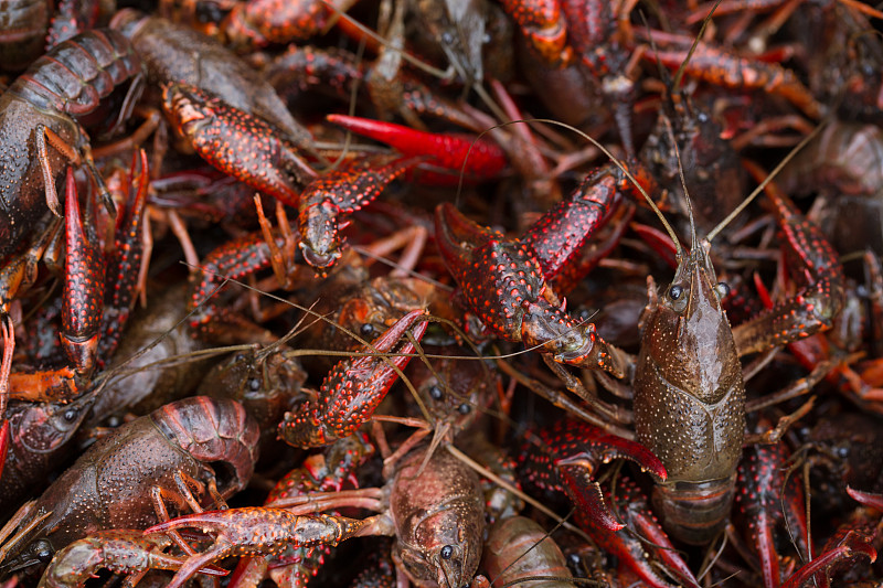 住小龙虾