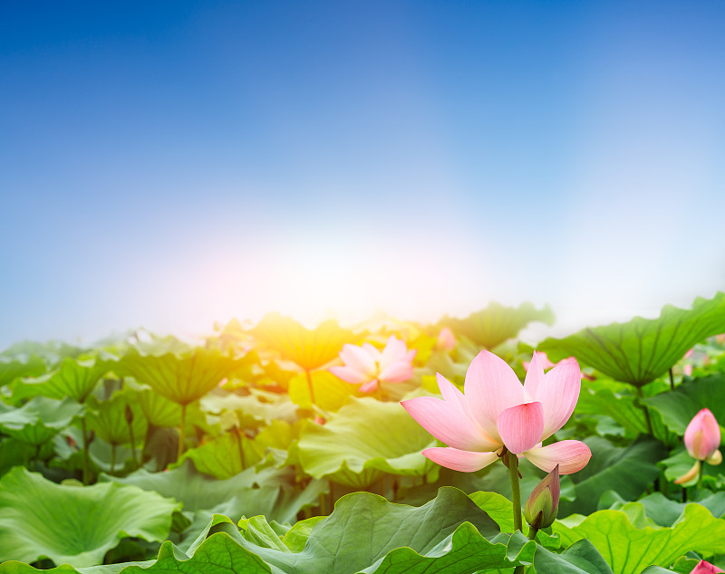 池塘里盛开的荷花