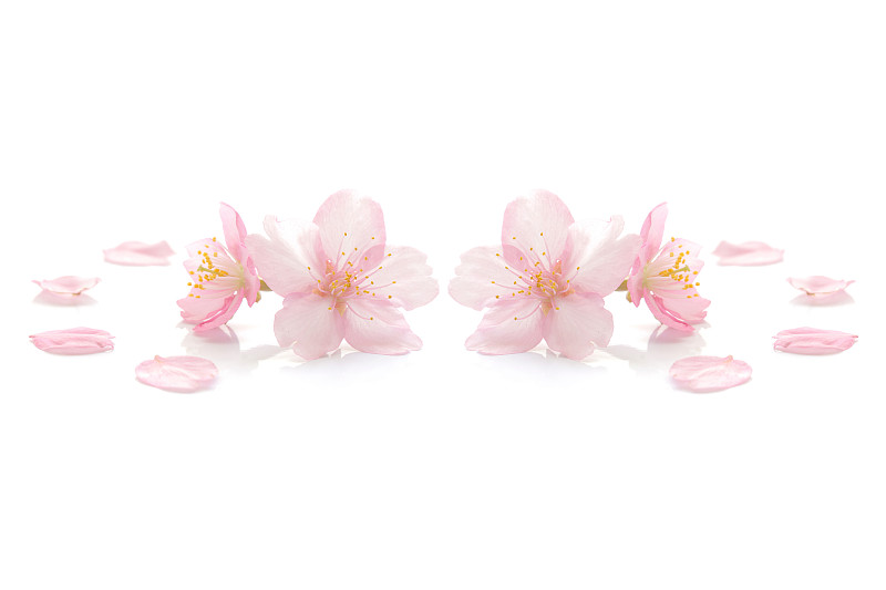 日本白色樱花上的粉红色