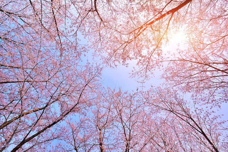 粉红色樱花茂盛的开放季节
