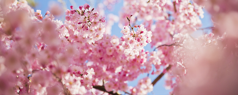 早晨粉红色的樱花与阳光