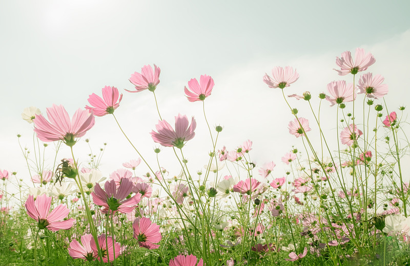 抽象的软焦点樱花或樱花在蜡笔