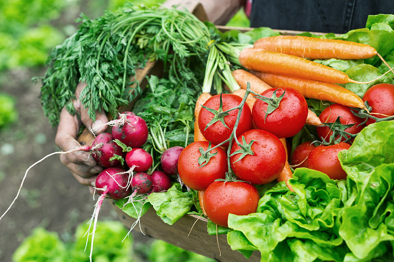 手里拿着一炉新鲜采摘的时令蔬菜