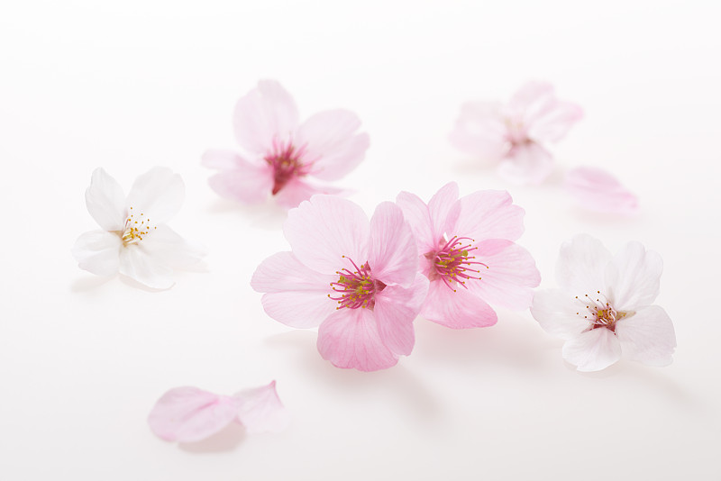 樱花的春天形象