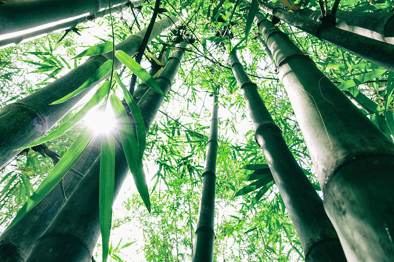 竹子