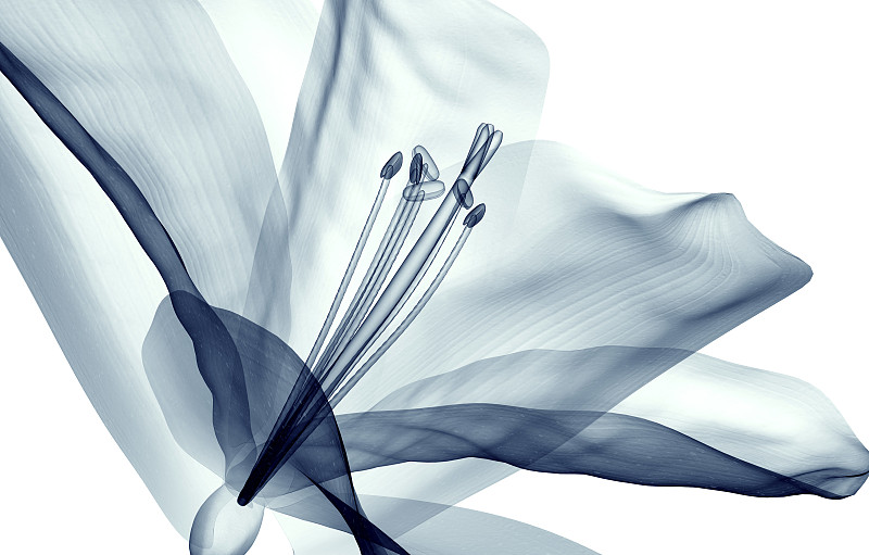 白色的孤顶花的x光图像