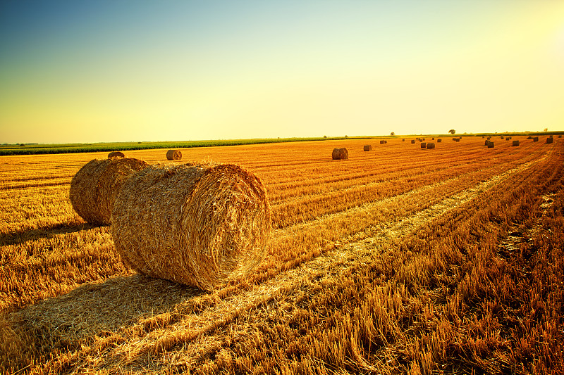 日落在麦田景观