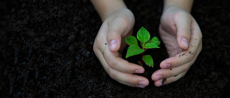手握幼小植物的孩子保持环境在自然公园的土壤背面生长的植物，为减少全球变暖，绿色的自然背景。生态与环境概念。