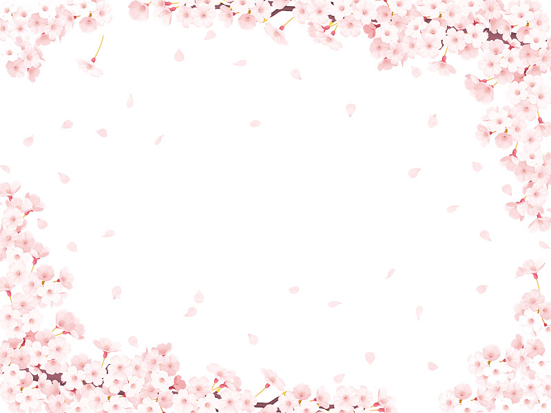 樱花，樱花框架