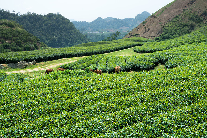 越南Moc Chau村的茶园