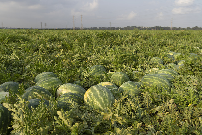 收获季节的西瓜田