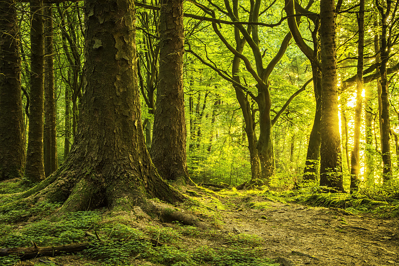 清晨的第一缕阳光穿过绿色的森林。