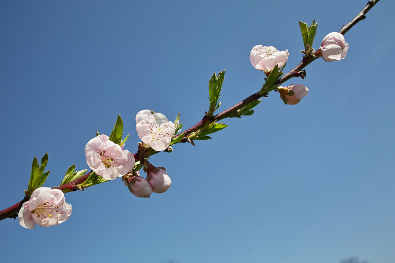 盛开的桃树前的蓝天