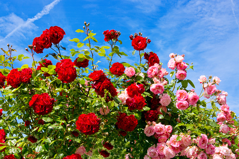 红色和粉红色的蔷薇。