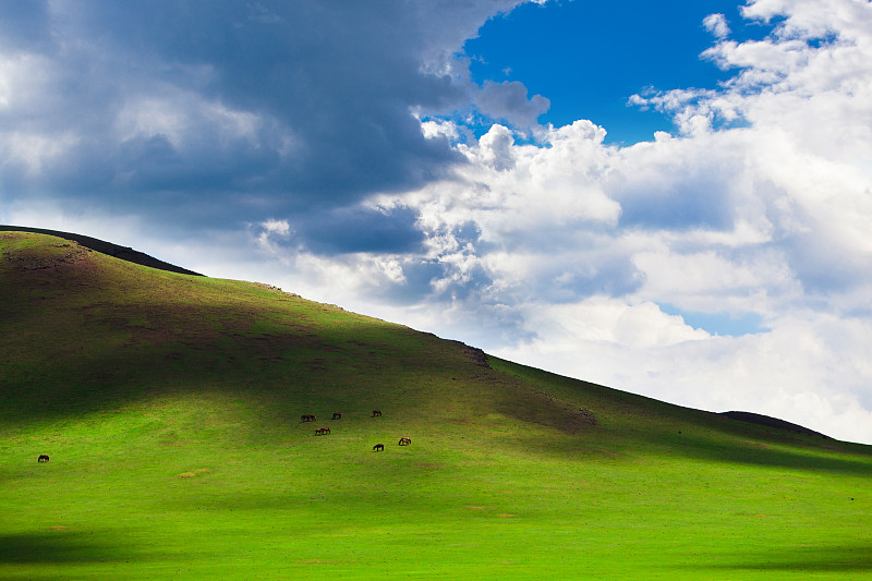 马在广阔的草原上