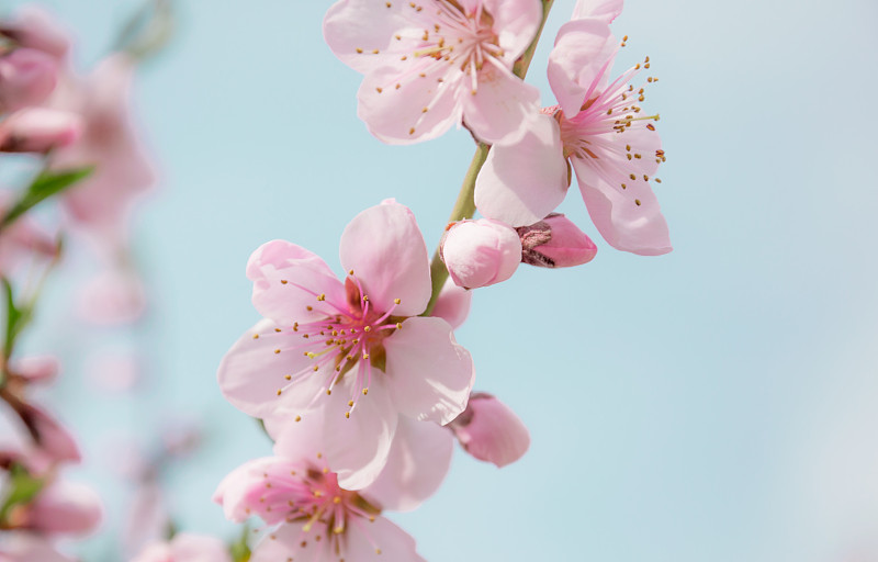 风景优美的花期果园。中国桃