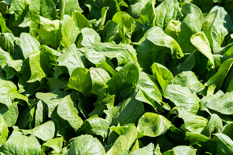 农场里的绿色菠菜