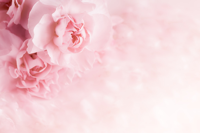 粉色康乃馨花束。柔软的过滤器。