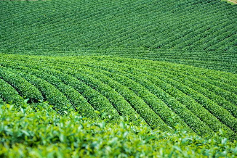 越南Moc Chau村的茶园