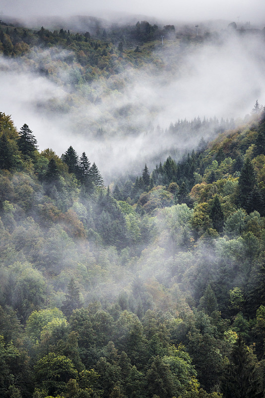 阿尔卑斯山脉中雾蒙蒙的森林