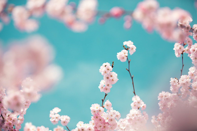 色彩柔和的樱花