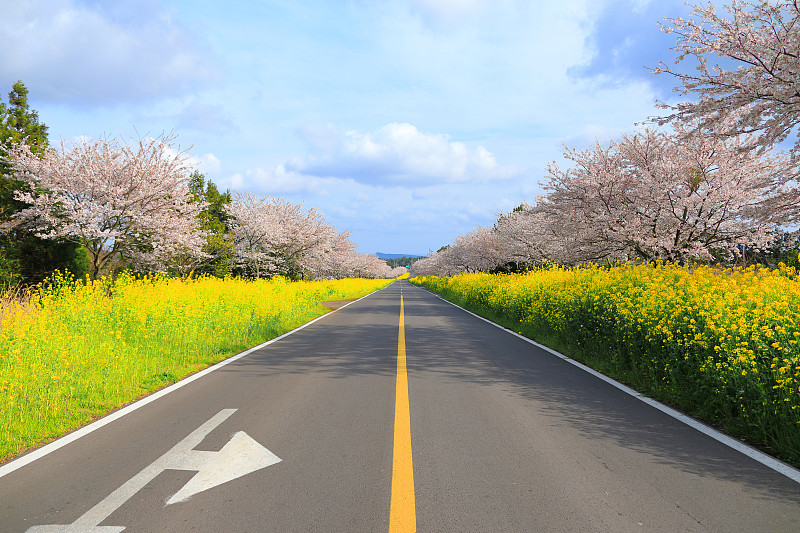 诺赞路，樱花，油菜花，春天的花，美丽的树，樱花，荆棘，