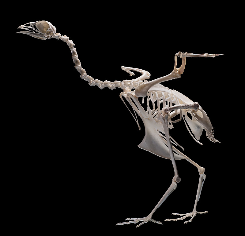在黑色的背景上一只鸟的完整骨架