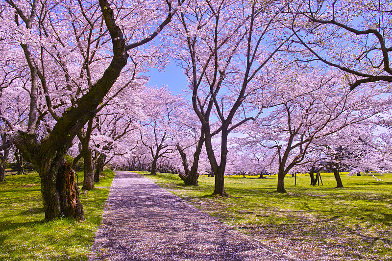 樱花和步道