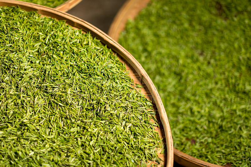 梅家坞的绿茶在扁圆竹篮里劈开