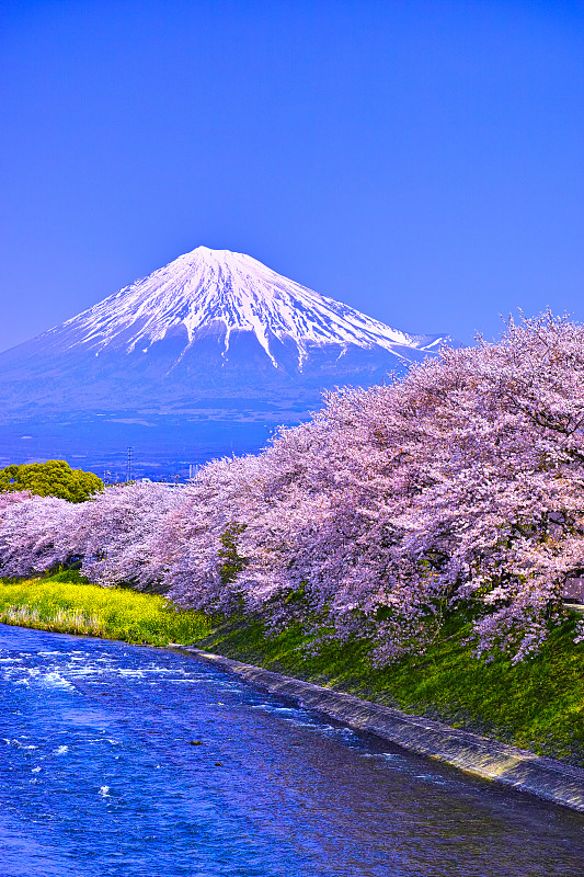 从富士山上看樱花盛开的乌瑞河