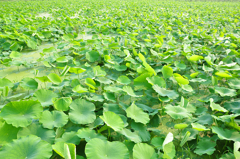 荷叶在池塘里。美丽的自然背景。