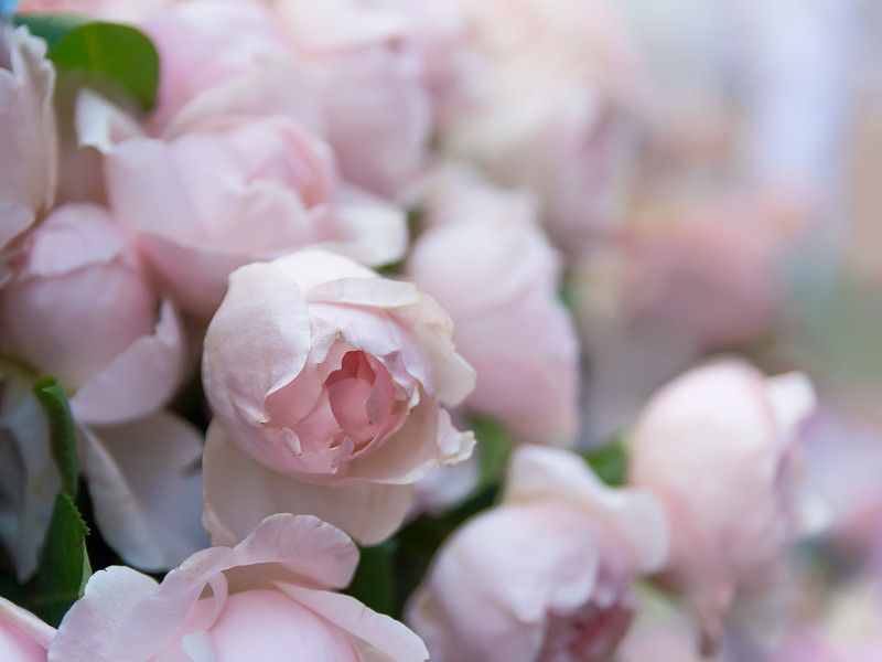 玫瑰盛开的鲜花