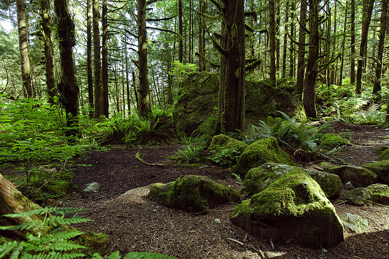 热带雨林在温哥华的夏天