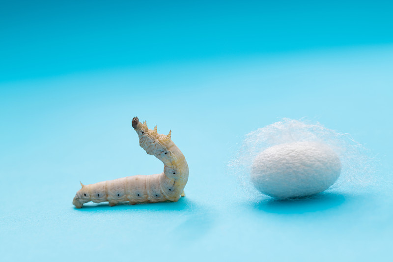 蓝色背景上的蚕和蚕茧