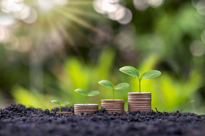 硬币和植物生长在一堆硬币上，用于金融和银行业。储蓄和增加财政的想法。