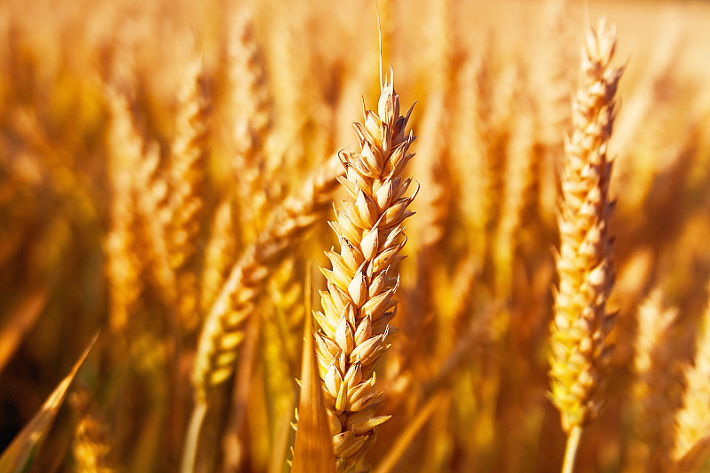 金穗小麦