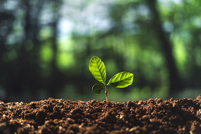 小树概念和植树