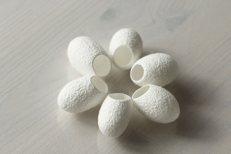 摄于中国。空白开蚕茧