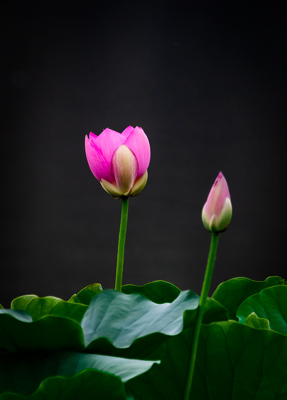 夏天盛开的莲花